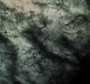 Keluar - Keluar (2014)