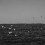 Cemeteries - Barrow (lp; 2015)