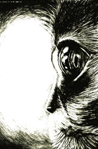 Monika Kłobucka - Kot