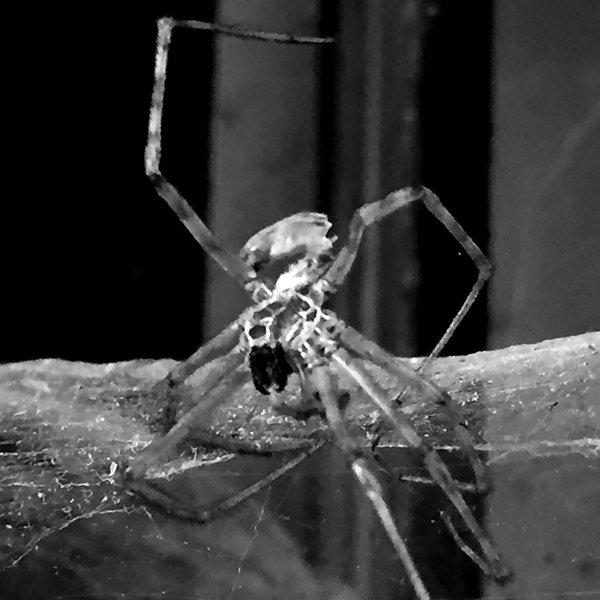 Shad Shadows - Fix (EP; 2017)