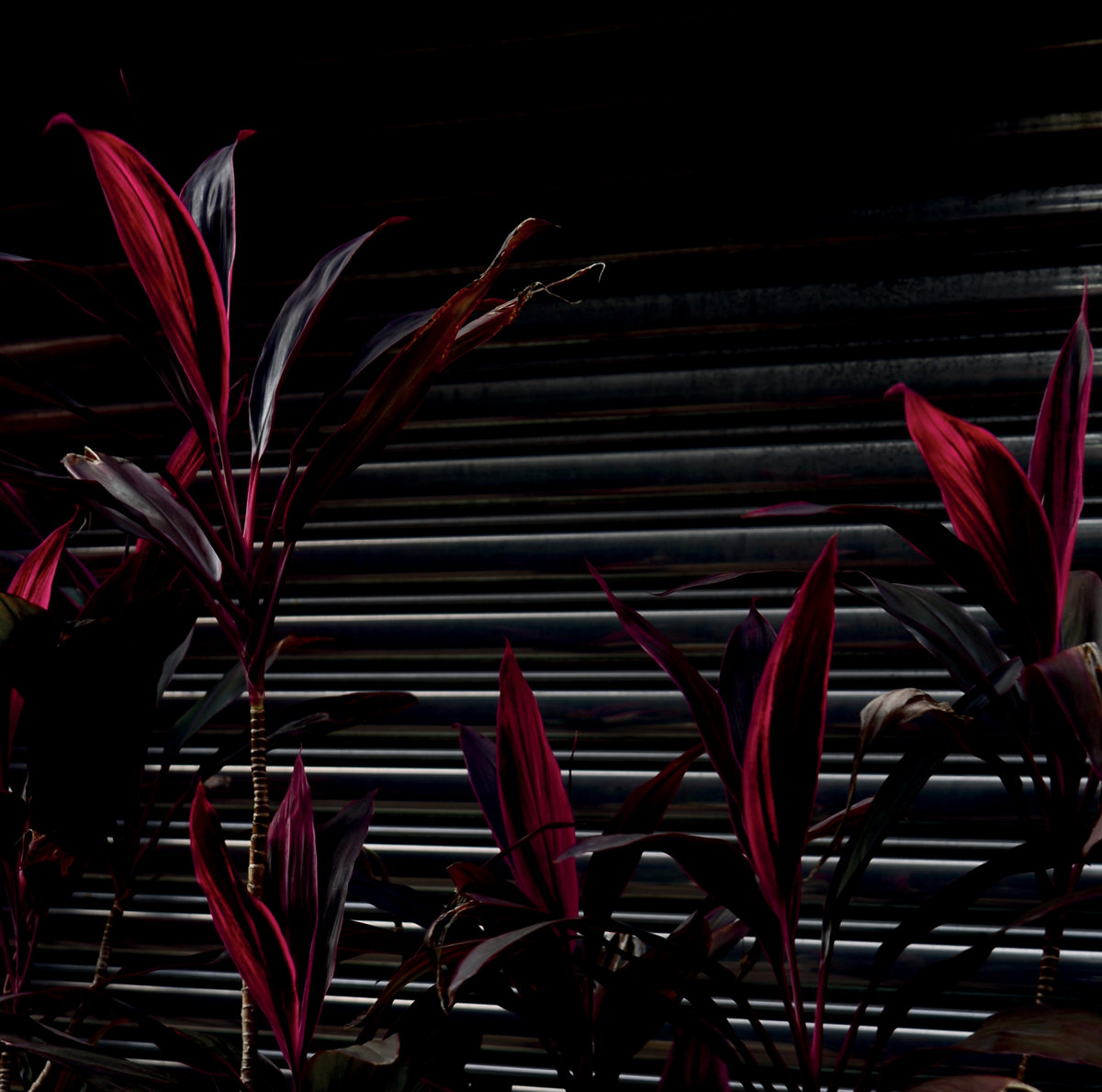 Fine Place - This New Heaven (LP, 2021)